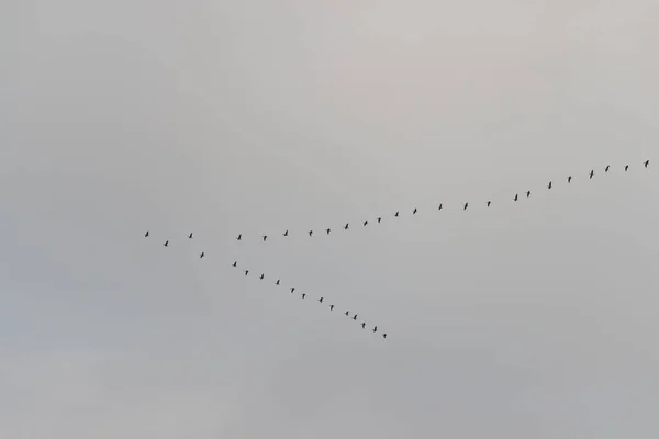 一只野鹅的钥匙在灰蒙蒙的天空中飞得高高的 — 图库照片