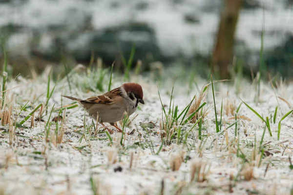 Tree Branch Covered Thin Layer Snow Which Wild Sparrows Sit — Stockfoto