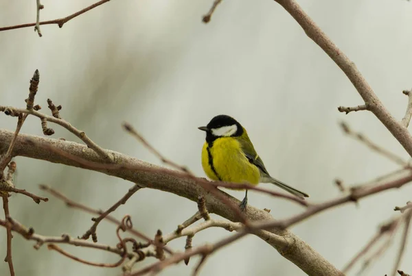 Tree Branch Covered Thin Layer Snow Which Wild Tit Bird — Stock Photo, Image