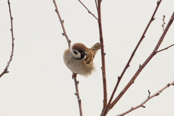 Een Boomtak Bedekt Met Een Dun Laagje Sneeuw Waarop Wilde — Stockfoto