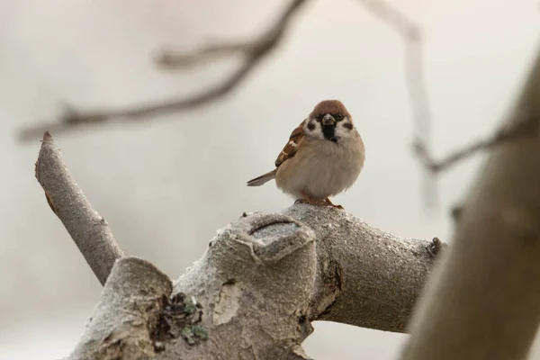 Tree Branch Covered Thin Layer Snow Which Wild Sparrows Sit — Stockfoto