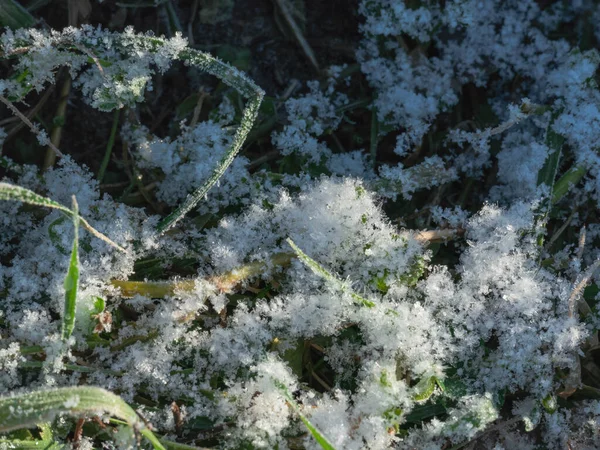 Pradera Invierno Por Mañana Suelo Está Cubierto Con Una Capa —  Fotos de Stock