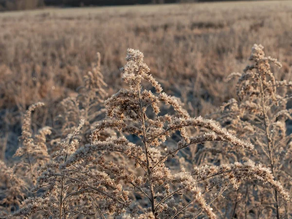 冬天早上的草地 枯干的 褐色的金黄色枝干被霜冻覆盖着 — 图库照片