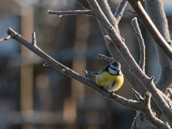 Tree Branch Covered Thin Layer Snow Which Wild Blue Tit — Photo