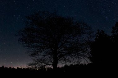 Gece oldu ve içinden geçilemez bir karanlık var. Bulutsuz bir gökyüzünde yıldızları görebilirsin. Yıldızların arka planında, büyük, yalnız bir ağaç görebilirsiniz..