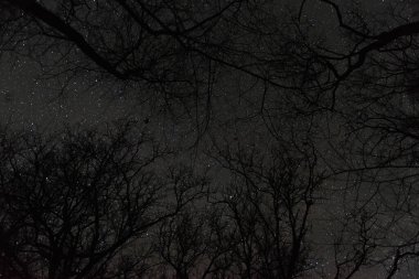 Gece oldu ve içinden geçilemez bir karanlık var. Bulutsuz bir gökyüzünde yıldızları görebilirsin. Arka planda yapraksız ağaç dalları yok..