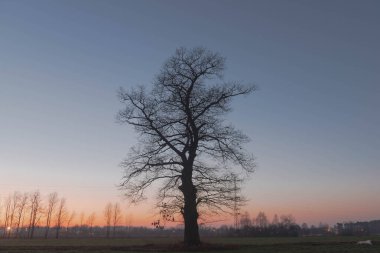 Uçsuz bucaksız. Yapraksız ve yapayalnız bir ağacı olan çayırlar. Arka planda açık akşam gökyüzü.