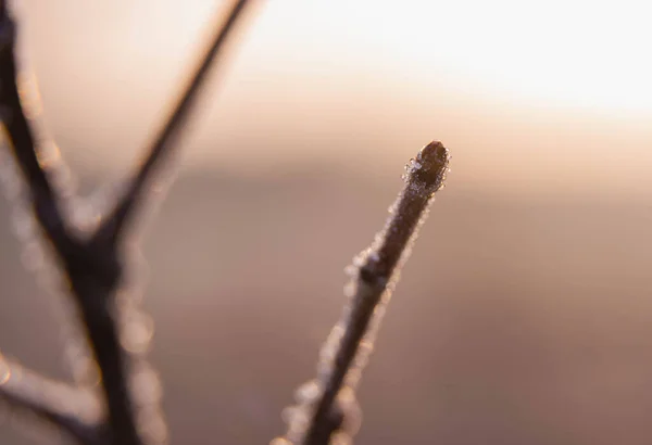 Kış dondurucu bir sabah. Çalıların dalları buz kristalleri ile kaplıdır. Makro fotoğraf.