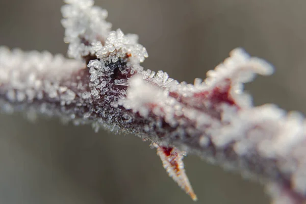 Winter Frosty Morning Branches Bushes Covered Frost Crystals Macro Photo — Stock Photo, Image