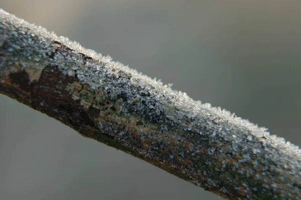 Vinterfrostig Morgon Buskgrenarna Täckta Med Frostkristaller Makrofoto — Stockfoto