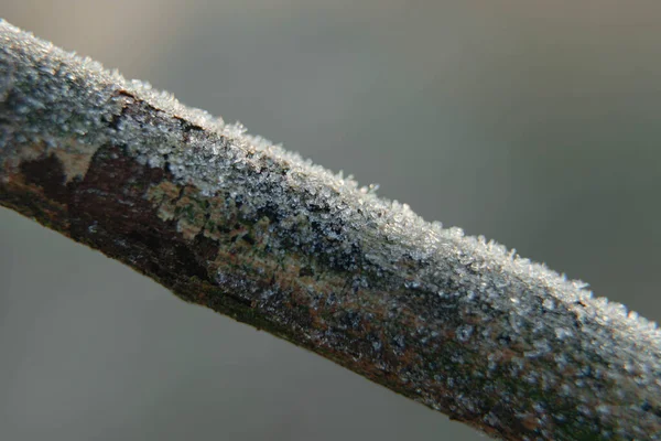 Manhã Gelada Inverno Ramos Dos Arbustos São Cobertos Com Cristais — Fotografia de Stock