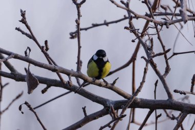 Wild Tit bird Great Tit sitting on a tree branch. It is winter, there are no leaves on the branches.