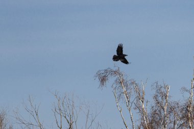 Bulutsuz, mavi gökyüzü. Kış mevsimindeyiz, ağaçların dallarında yaprak yok. Ağaçların tepesinde uçan bir kuzgun görebilirsiniz..