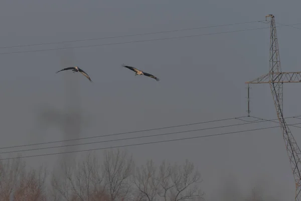 Clear Sky Two Cranes Flying Wings Spread Electric Line Distance — Stock Photo, Image