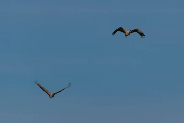Cer Senin Împotriva Două Macarale Zboară Aripile Întinse Este Acoperit — Fotografie, imagine de stoc