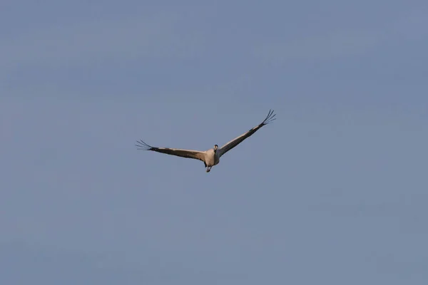 晴朗的天空 在它的旁边 你可以看到一只长着翅膀的鹤在飞翔 它被灰色和黑色的羽毛覆盖着 — 图库照片