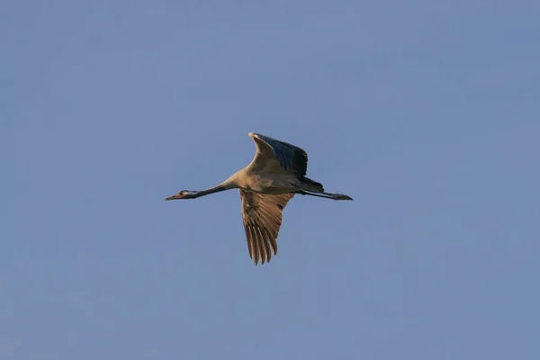 Clear Sky You Can See Crane Flying Its Wings Spread — Stock Photo, Image