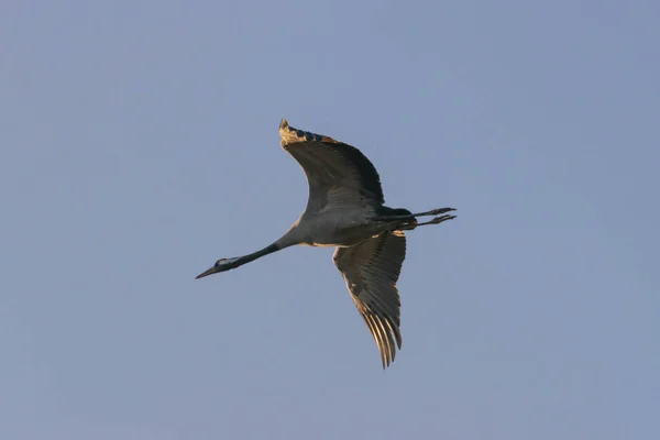 Ciel Dégagé Contre Elle Vous Pouvez Voir Une Grue Voler — Photo