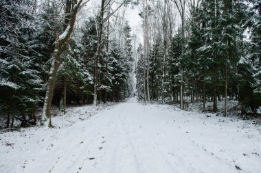 Uzun bir ladin ormanında bir orman yolu Kış manzarasında, kardan bir battaniyeyle kaplı.