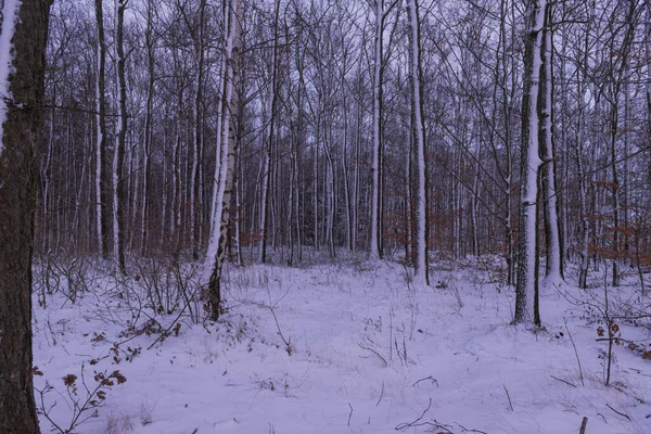 Uma Trilha Florestal Uma Floresta Abeto Alto Cenário Inverno Coberta — Fotografia de Stock