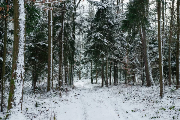 Uma Trilha Florestal Uma Floresta Abeto Alto Cenário Inverno Coberta — Fotografia de Stock