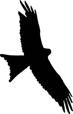 Uçan kırmızı bir kuşun vektör görüntüsü bir fotoğraftan kuşun dış hatlarını izole ederek ve siyah dolgu uygulayarak oluşturuldu..