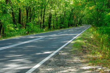Yaprak döken bir ormanda, eğimli ağaçların altında asfalt bir yol..