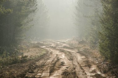 Güneşli, sisli bir sabahta çam ormanı. Sisin içinden güneş doğuyor. Işık çizgileri oluşturuyor..
