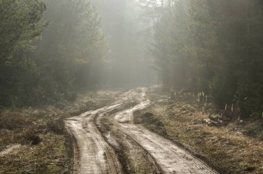 Güneşli, sisli bir sabahta çam ormanı. Sisin içinden güneş doğuyor. Işık çizgileri oluşturuyor..
