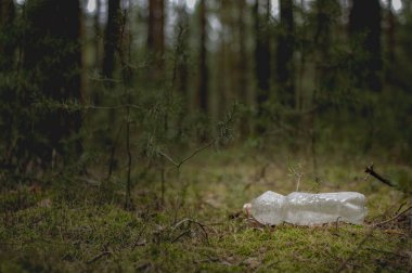 Bir çam ormanı, yeşil yosunlarla kaplı bir yer. Yosun üzerinde plastik bir şişe var..