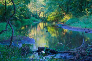 Yaz, yeşil yaprak döken orman, güneşli bir gün. Kum yığınlarıyla dolu sığ bir nehir ortasından yavaşça akar..
