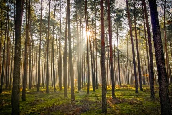 Fenyőerdő Egy Ködös Napos Reggelen Ködön Áttörő Nap Festői Fénycsíkokat — Stock Fotó