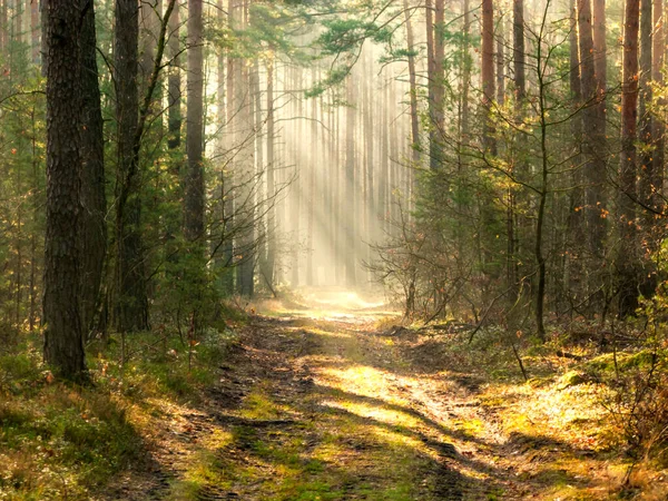 안개낀 아침에 소나무 숲에서 안개를 지나가는 태양은 아름다운 빛줄기를 만든다 — 스톡 사진