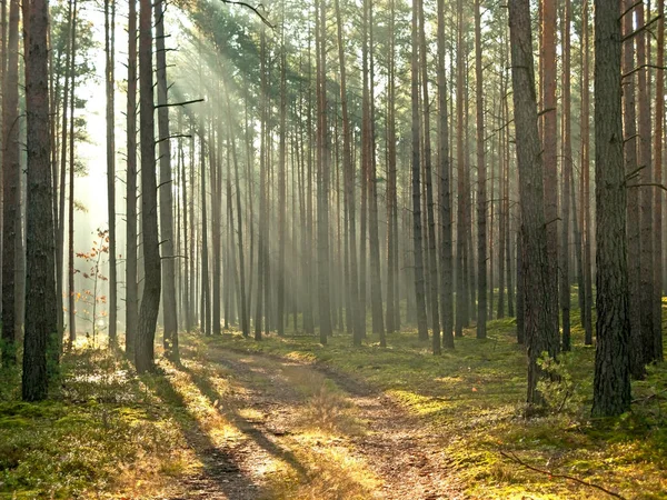 Fenyőerdő Egy Ködös Napos Reggelen Ködön Áttörő Nap Festői Fénycsíkokat — Stock Fotó