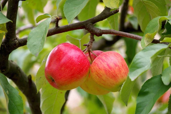 Sad Latem Jabłoń Trzy Błyszczące Dojrzałe Jabłka Wiszą Jednej Gałęzi — Zdjęcie stockowe