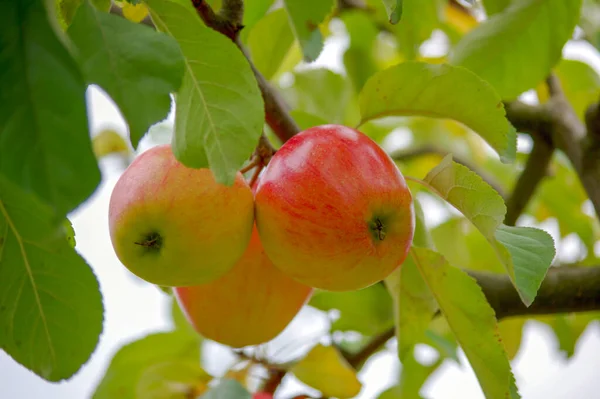 Obstgarten Sommer Apfelbaum Drei Glänzende Reifende Äpfel Hängen Einem Der — Stockfoto