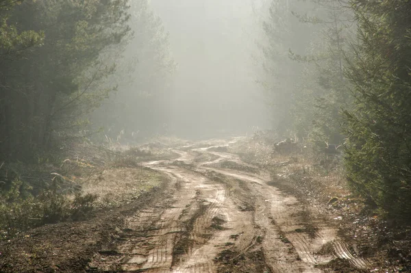 Güneşli, sisli bir sabahta çam ormanı. Sisin içinden güneş doğuyor. Işık çizgileri oluşturuyor..