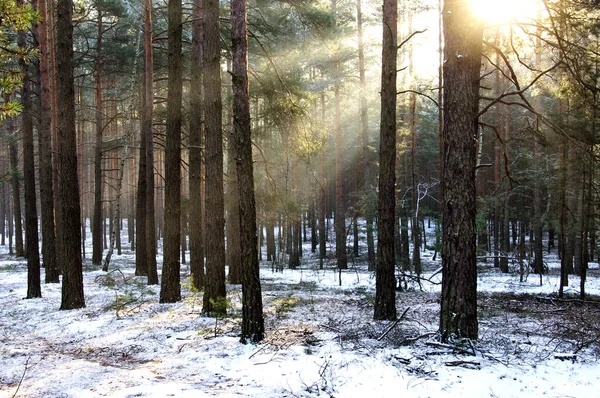 Сосновый Лес Туманное Солнечное Утро Солнце Прорывающееся Сквозь Туман Создает — стоковое фото