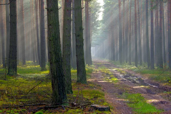 Vysoký Borový Les Podzim Zamlžené Ráno Mezi Stromy Mlha Ozářená — Stock fotografie