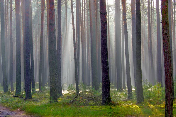 Tall Pine Forest Fall Misty Morning Trees Fog Lit Rays — Stock Photo, Image