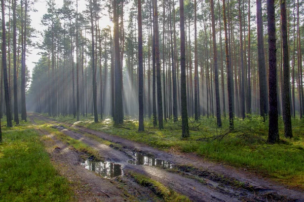 Высокий Сосновый Лес Осенью Туманное Утро Между Деревьями Туман Освещенный — стоковое фото
