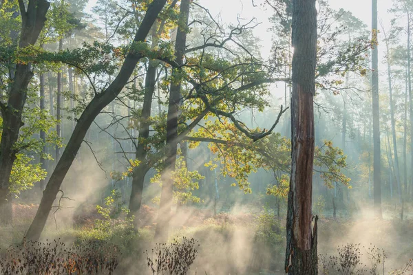 Small Lowland River Flows Forest Autumn Morning Fog Lit Rays — Stock Photo, Image