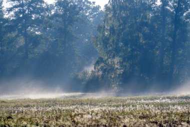 Sarı otlarla kaplı bir çayır ve üzerinde bir sis yükseliyor. Yükselen güneşin ışınları ağacın dallarını kesiyor ve yerden yükselen sisi aydınlatıyor..