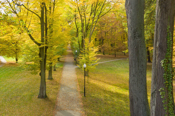 Park alley in the fall. It's a sunny day, the trees have yellow leaves. Photo taken from a height using a drone.