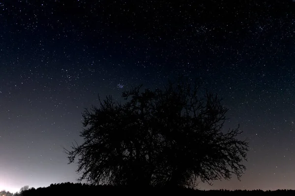 Eine Weite Ebene Einsamer Blattloser Baum Der Nacht Der Himmel — Stockfoto