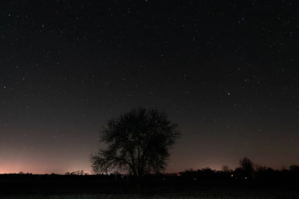 밤에는 나뭇잎 외로운 하늘은 점없고 별들로 — 스톡 사진