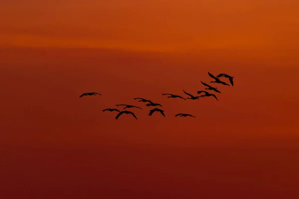 Večerní Mírně Zatažená Obloha Rudě Zabarvená Zapadajícím Sluncem Pozadí Oblohy — Stock fotografie