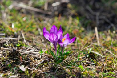 Güneşli bir bahar günü. Violet Crocus çiçeği, ortada sarı polenle kaplanmış bir çiçek. Çiçek yaprakları güneş ışınlarıyla aydınlanır..