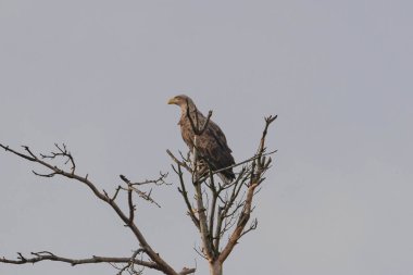 Uzun, solmuş bir ağaç. Beyaz kuyruklu kartal üzerinde, yapraksız dalların üzerinde oturuyor. Gökyüzü açık gri bulutlarla kaplıdır..