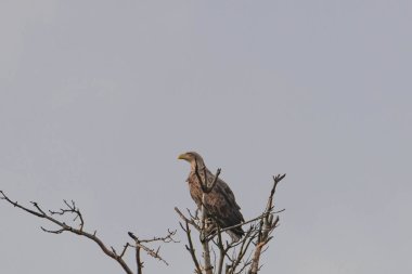 Uzun, solmuş bir ağaç. Beyaz kuyruklu kartal üzerinde, yapraksız dalların üzerinde oturuyor. Gökyüzü açık gri bulutlarla kaplıdır..